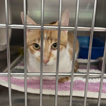 Domestic Short Hair Cats Available for Adoption in Port Charlotte, Florida - Harry | PetCurious