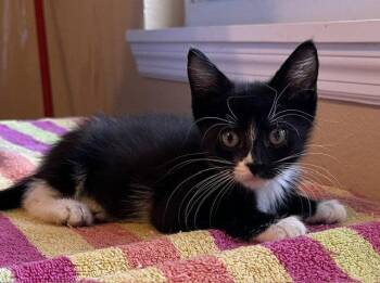 Dixie -  Tuxedo Cat for Adoption in Orlando, Florida - Dixie | PetCurious