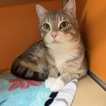 Domestic Short Hair Cats Available for Adoption - James | PetCurious