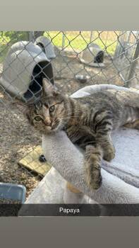 Rescue Domestic Short Hair Cats for Adoption in North Weyburn, Saskatchewan - Papaya | PetCurious