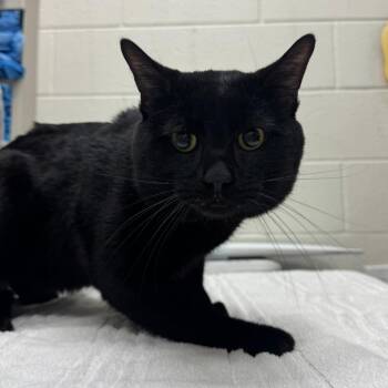 Domestic Medium Hair Cats Available for Adoption in Murray, Utah - Nebula | PetCurious