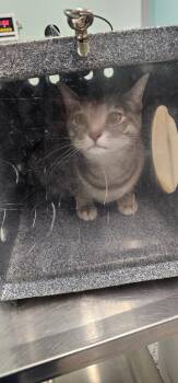 Freya -  Domestic Short Hair Cat for Adoption in Athens, Tennessee - Freya | PetCurious