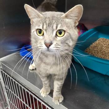 Domestic Short Hair Cats Available for Adoption in Spokane, Washington - Ravioli | PetCurious