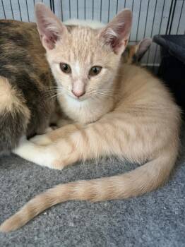 Domestic Short Hair Cats Available for Adoption in West Mifflin, Pennsylvania - Derek Shepard | PetCurious
