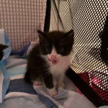 Everything but the Bagel 13 -  Domestic Short Hair Cat for Adoption in Austin, Texas - Everything But The Bagel 13 | PetCurious