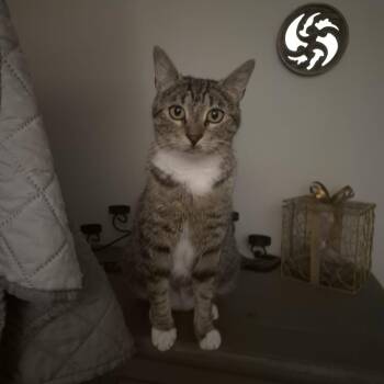Vickie -  Domestic Short Hair Cat for Adoption in Bellmawr, New Jersey - Vickie | PetCurious