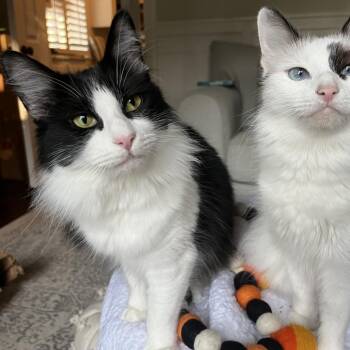 Margo (Sassy) -  Domestic Long Hair Cat for Adoption in Lewisville, Texas - Margo (Sassy) | PetCurious