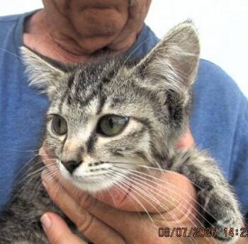 Ellis -  Domestic Medium Hair Cat for Adoption in Paris, Kentucky - Ellis | PetCurious