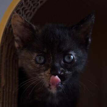 Ellen -  Domestic Short Hair Cat for Adoption in Nashville, Tennessee - Ellen | PetCurious