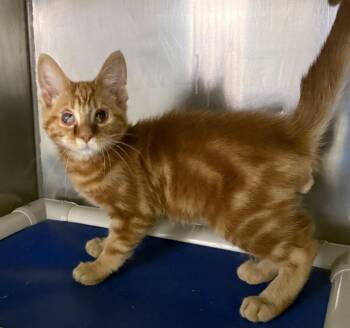 Angelo -  Domestic Short Hair Cat for Adoption in Rochester, Indiana - Angelo | PetCurious