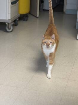 Bombolotto -  Domestic Short Hair Cat for Adoption in Vernon Township, New Jersey - Bombolotto | PetCurious
