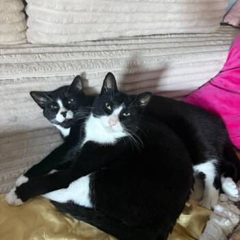 Pinky and Peter (males) 3yrs old Tuxedo -  Tuxedo Cat for Adoption in Ottawa, Ontario - Pinky And Peter (males) 3yrs Old Tuxedo | PetCurious