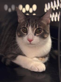 Rescue Domestic Short Hair Cats for Adoption in New Braunfels, Texas - Mr. Darcy | PetCurious