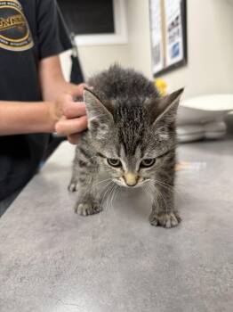 Domestic Short Hair Cats Available for Adoption in Bemidji, Minnesota - Tiger | PetCurious