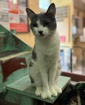 Rescue American Shorthair Cats for Adoption in Laguna Beach, California - Lionel | PetCurious