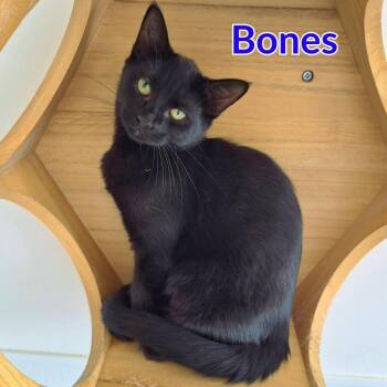 Bones -  Domestic Short Hair Cat for Adoption in North Saint Paul, Minnesota - Bones | PetCurious