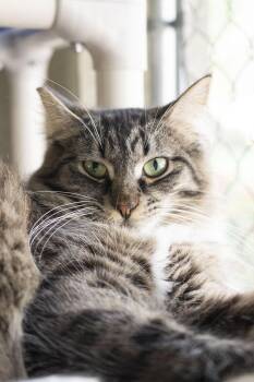 Tuffy -  Domestic Long Hair Cat for Adoption in Boise, Idaho - Tuffy | PetCurious