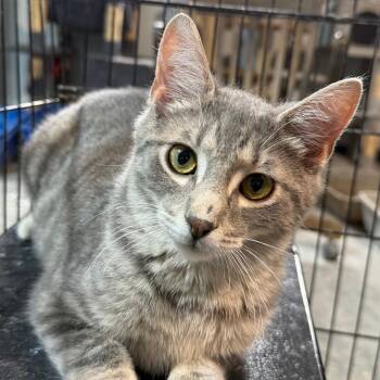 Domestic Short Hair Cats Available for Adoption - FRANKLIN | PetCurious