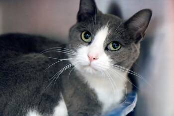 Gidget (AO37116) -  Domestic Short Hair Cat for Adoption in Kansas City, Kansas - Gidget (AO37116) | PetCurious