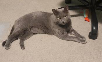 Rescue Domestic Short Hair Cats for Adoption in Brighton, Michigan - Moon | PetCurious