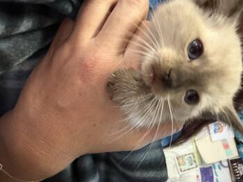 -  Siamese Cat for Adoption in Rio Linda, California | PetCurious