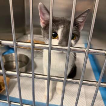 Big Bird -  American Shorthair Cat for Adoption in Greensboro, North Carolina - Big Bird | PetCurious