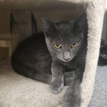 Grouchy -  Domestic Short Hair Cat for Adoption in Richmond, Virginia - Grouchy | PetCurious