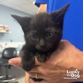 Rescue Domestic Short Hair Cats for Adoption in Washington, District Of Columbia - Burgomaster | PetCurious