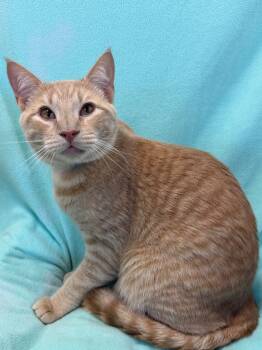 Rescue Domestic Short Hair Cats for Adoption in Denham Springs, Louisiana - Sebastian | PetCurious