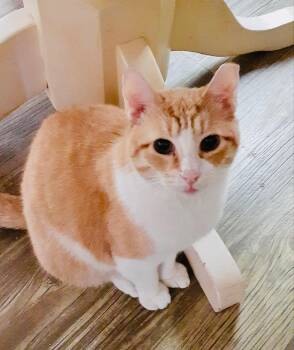 Rescue American Shorthair Cats for Adoption in Bertram, Texas - Joey | PetCurious