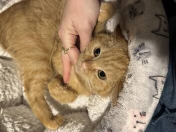 Tabby and Domestic Short Hair Cats Available for Adoption - Paddington Beary | PetCurious