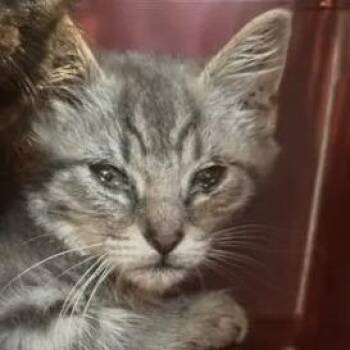 Decker -  Domestic Short Hair Cat for Adoption in Lynchburg, Virginia - Decker | PetCurious