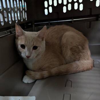 Yippee -  Domestic Short Hair Cat for Adoption in Lynchburg, Virginia - Yippee | PetCurious