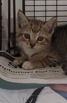 JAZZY -  Domestic Short Hair Cat for Adoption in Fort Lauderdale, Florida - JAZZY | PetCurious