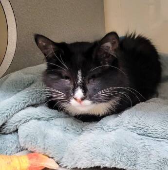 7749 Strudel -  Domestic Short Hair Cat for Adoption in Hartwell, Georgia - 7749 Strudel | PetCurious