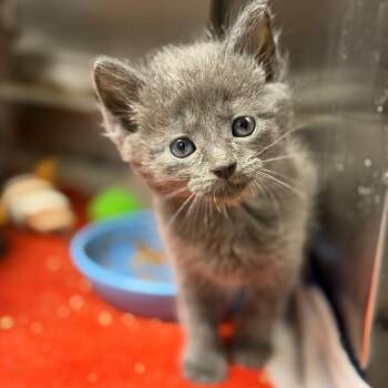 Domestic Short Hair Cats Available for Adoption in Fort Smith, Arkansas - Clyde | PetCurious