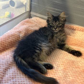 Albert -  Domestic Medium Hair Cat for Adoption in Murfreesboro, Tennessee - Albert | PetCurious