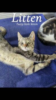 Litten -  Tabby Cat for Adoption in Saginaw, Michigan - Litten | PetCurious