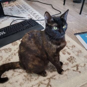 Rescue Domestic Short Hair Cats for Adoption in Los Angeles, California - Momma Kate | PetCurious