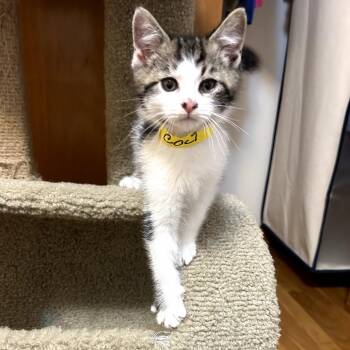Colt -  Domestic Short Hair Cat for Adoption in Carmel, Indiana - Colt | PetCurious