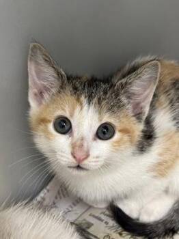 549-26 -  Domestic Short Hair Cat for Adoption in Cumming, Georgia - 549-26 | PetCurious