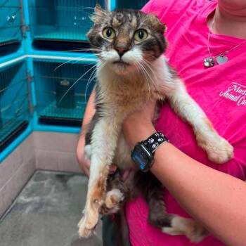 Travis -  Domestic Medium Hair Cat for Adoption in Edwardsville, Illinois - Travis | PetCurious