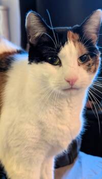 Pig -  Calico Cat for Adoption in Enfield, Connecticut - Pig | PetCurious
