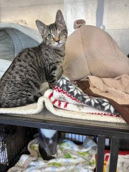 Liam -  Domestic Short Hair Cat Available for Adoption in Randolph, Massachusetts - Liam | PetCurious