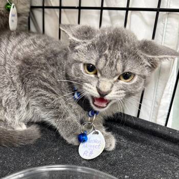 Chicken nugget -  Domestic Short Hair Cat for Adoption in Normal, Illinois - Chicken Nugget | PetCurious