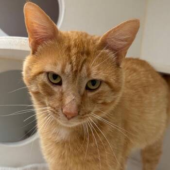 Sandbar -  Domestic Short Hair Cat for Adoption in Naperville, Illinois - Sandbar | PetCurious