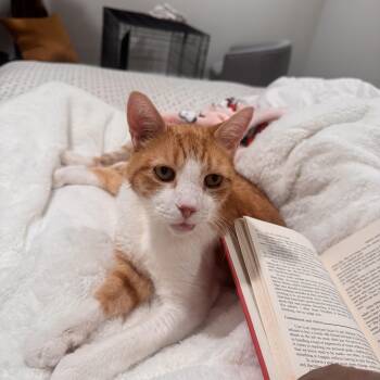 Joni -  Domestic Short Hair Cat for Adoption in Philadelphia, Pennsylvania - Joni | PetCurious