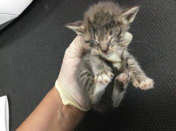 ROSEBUD -  Domestic Short Hair Cat for Adoption in Thousand Palms, California - ROSEBUD | PetCurious