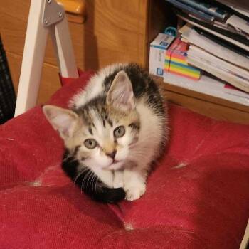 Rescue Domestic Short Hair Cats for Adoption in Silver Spring, Maryland - Luna | PetCurious