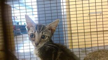 CHIKKI -  Domestic Short Hair Cat for Adoption in Doral, Florida - CHIKKI | PetCurious
